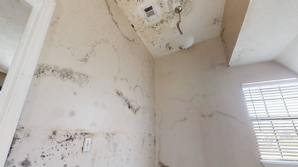 Best Flood Damage  in Fairview, NC