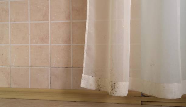 Best Attic Mold Removal  in Fairview, NC