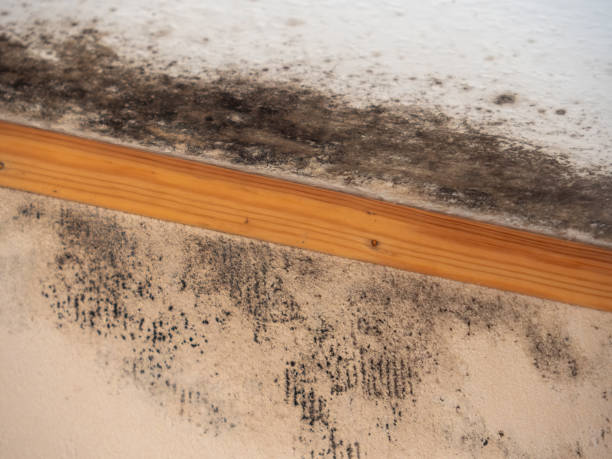 Best Biohazard Mold Removal  in Fairview, NC