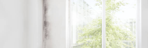 Best Emergency Mold Remediation  in Fairview, NC