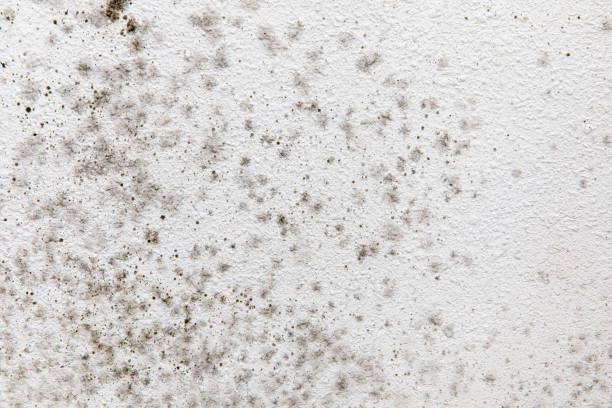 Best Mold-Related Health Consultation  in Fairview, NC