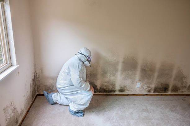 Best Crawl Space Mold Remediation  in Fairview, NC