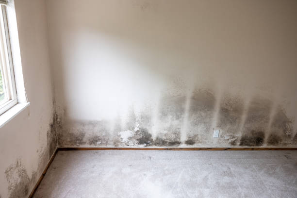 Best Asbestos and Lead Testing During Mold Inspection  in Fairview, NC