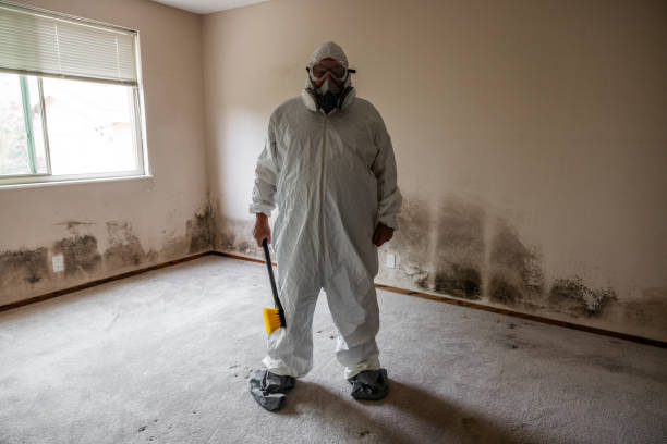 Best Post-Construction Mold Inspection  in Fairview, NC