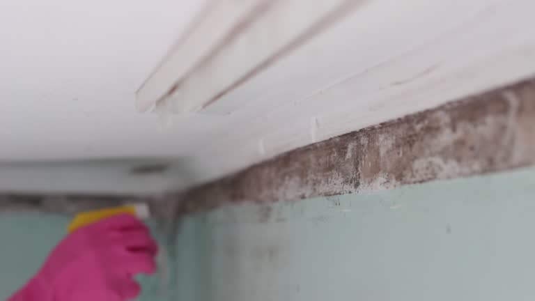 Fairview, NC Mold Removal Company